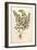 Motherwort (Leonurus Cardiaca) by Leonhart Fuchs from De Historia Stirpium Commentarii Insignes (No-null-Framed Giclee Print