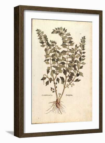 Motherwort (Leonurus Cardiaca) by Leonhart Fuchs from De Historia Stirpium Commentarii Insignes (No-null-Framed Giclee Print