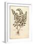 Motherwort (Leonurus Cardiaca) by Leonhart Fuchs from De Historia Stirpium Commentarii Insignes (No-null-Framed Giclee Print