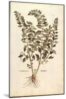 Motherwort (Leonurus Cardiaca) by Leonhart Fuchs from De Historia Stirpium Commentarii Insignes (No-null-Mounted Giclee Print