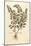 Motherwort (Leonurus Cardiaca) by Leonhart Fuchs from De Historia Stirpium Commentarii Insignes (No-null-Mounted Giclee Print