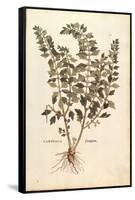 Motherwort (Leonurus Cardiaca) by Leonhart Fuchs from De Historia Stirpium Commentarii Insignes (No-null-Framed Stretched Canvas