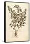 Motherwort (Leonurus Cardiaca) by Leonhart Fuchs from De Historia Stirpium Commentarii Insignes (No-null-Framed Stretched Canvas