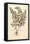 Motherwort (Leonurus Cardiaca) by Leonhart Fuchs from De Historia Stirpium Commentarii Insignes (No-null-Framed Stretched Canvas