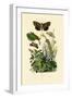 Moths, 1833-39-null-Framed Giclee Print