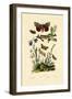 Moths, 1833-39-null-Framed Giclee Print