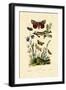 Moths, 1833-39-null-Framed Giclee Print