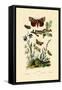 Moths, 1833-39-null-Framed Stretched Canvas