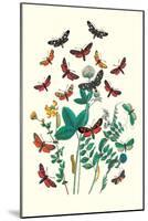 Moths: A. Infausta, I. Globularioe-William Forsell Kirby-Mounted Art Print
