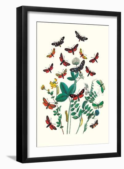 Moths: A. Infausta, I. Globularioe-William Forsell Kirby-Framed Art Print