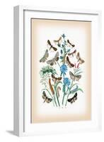 Moths: Agrotis Segetum, Mamestra Persicarice-William Forsell Kirby-Framed Art Print