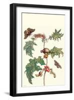 Moths and a Potato Plant-Maria Sibylla Merian-Framed Art Print