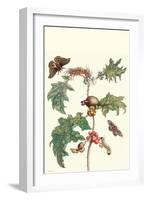 Moths and a Potato Plant-Maria Sibylla Merian-Framed Art Print