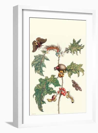 Moths and a Potato Plant-Maria Sibylla Merian-Framed Art Print