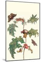 Moths and a Potato Plant-Maria Sibylla Merian-Mounted Art Print