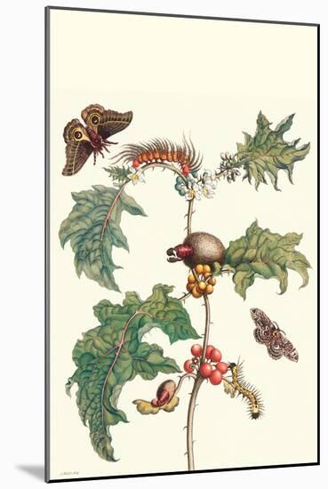 Moths and a Potato Plant-Maria Sibylla Merian-Mounted Art Print