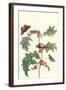 Moths and a Potato Plant-Maria Sibylla Merian-Framed Art Print