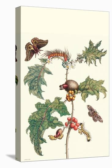 Moths and a Potato Plant-Maria Sibylla Merian-Stretched Canvas