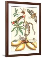 Moths and a Tree Boa-Maria Sibylla Merian-Framed Art Print