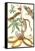 Moths and a Tree Boa-Maria Sibylla Merian-Framed Stretched Canvas