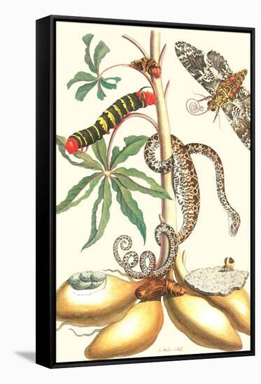 Moths and a Tree Boa-Maria Sibylla Merian-Framed Stretched Canvas