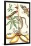 Moths and a Tree Boa-Maria Sibylla Merian-Framed Art Print