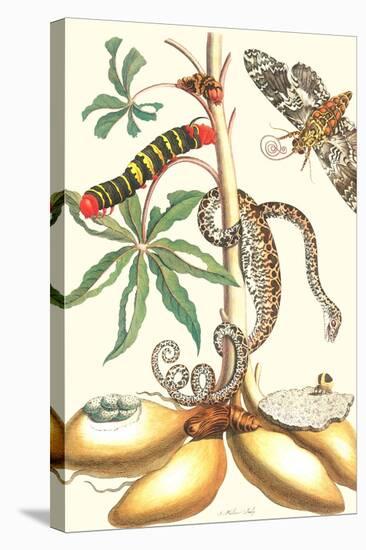 Moths and a Tree Boa-Maria Sibylla Merian-Stretched Canvas