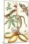 Moths and a Tree Boa-Maria Sibylla Merian-Mounted Art Print