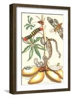 Moths and a Tree Boa-Maria Sibylla Merian-Framed Art Print