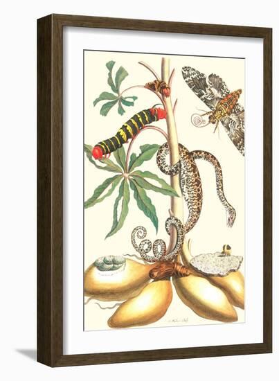 Moths and a Tree Boa-Maria Sibylla Merian-Framed Art Print