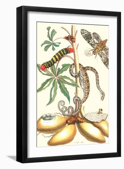 Moths and a Tree Boa-Maria Sibylla Merian-Framed Art Print