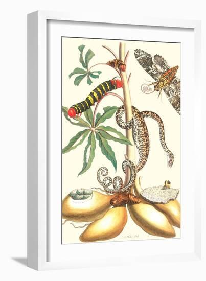 Moths and a Tree Boa-Maria Sibylla Merian-Framed Art Print