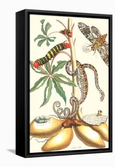 Moths and a Tree Boa-Maria Sibylla Merian-Framed Stretched Canvas