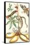 Moths and a Tree Boa-Maria Sibylla Merian-Framed Stretched Canvas