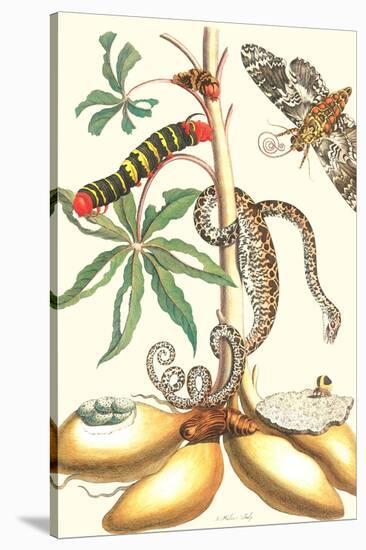 Moths and a Tree Boa-Maria Sibylla Merian-Stretched Canvas