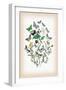 Moths: Aspilates Gilvaria, Hypoplectis Adspersaria-William Forsell Kirby-Framed Art Print