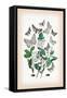 Moths: Boarmia Secundaria, B. Cinctaria-William Forsell Kirby-Framed Stretched Canvas