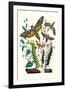 Moths: C. Colerio, C. Elpenor, C. Porcellus-William Forsell Kirby-Framed Art Print