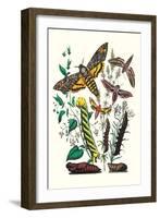 Moths: C. Colerio, C. Elpenor, C. Porcellus-William Forsell Kirby-Framed Art Print