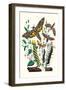 Moths: C. Colerio, C. Elpenor, C. Porcellus-William Forsell Kirby-Framed Art Print
