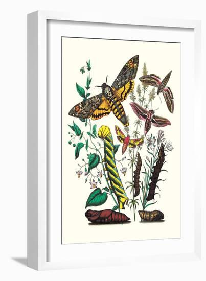 Moths: C. Colerio, C. Elpenor, C. Porcellus-William Forsell Kirby-Framed Art Print