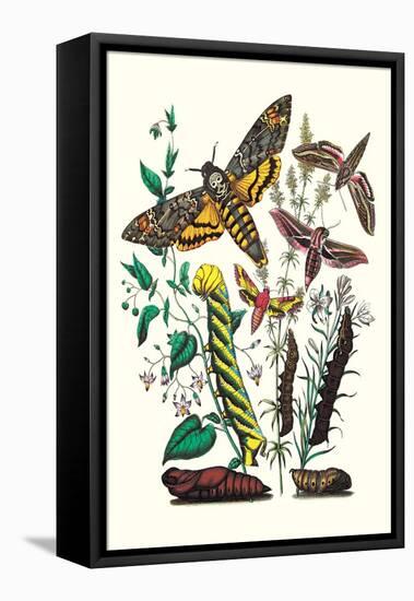 Moths: C. Colerio, C. Elpenor, C. Porcellus-William Forsell Kirby-Framed Stretched Canvas