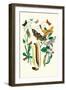 Moths: C. Ligniperda, Z. Aesculi-William Forsell Kirby-Framed Art Print