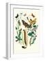 Moths: C. Ligniperda, Z. Aesculi-William Forsell Kirby-Framed Art Print