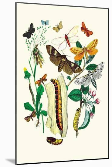 Moths: C. Ligniperda, Z. Aesculi-William Forsell Kirby-Mounted Art Print