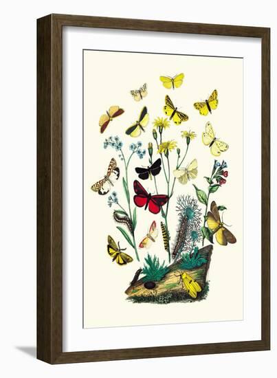 Moths: C. Miniata, S. Aurita-William Forsell Kirby-Framed Art Print