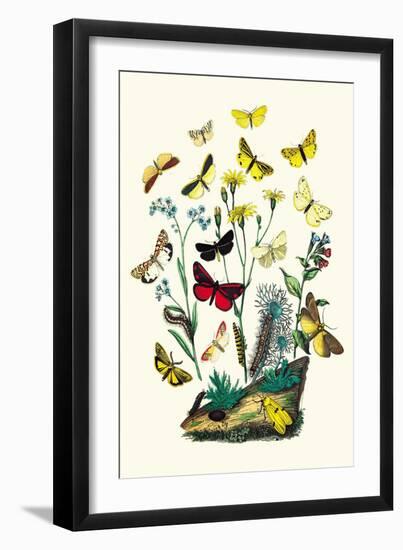 Moths: C. Miniata, S. Aurita-William Forsell Kirby-Framed Art Print