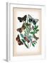 Moths: Catephia Alchymista, Catocala Nupta-William Forsell Kirby-Framed Art Print
