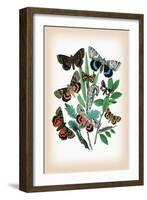 Moths: Catephia Alchymista, Catocala Nupta-William Forsell Kirby-Framed Art Print