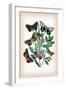 Moths: Catephia Alchymista, Catocala Nupta-William Forsell Kirby-Framed Art Print